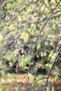 Mountain silverbell, Halesia monticola, tree with fruit